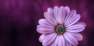 Co oznacza fioletowy kolor szat?